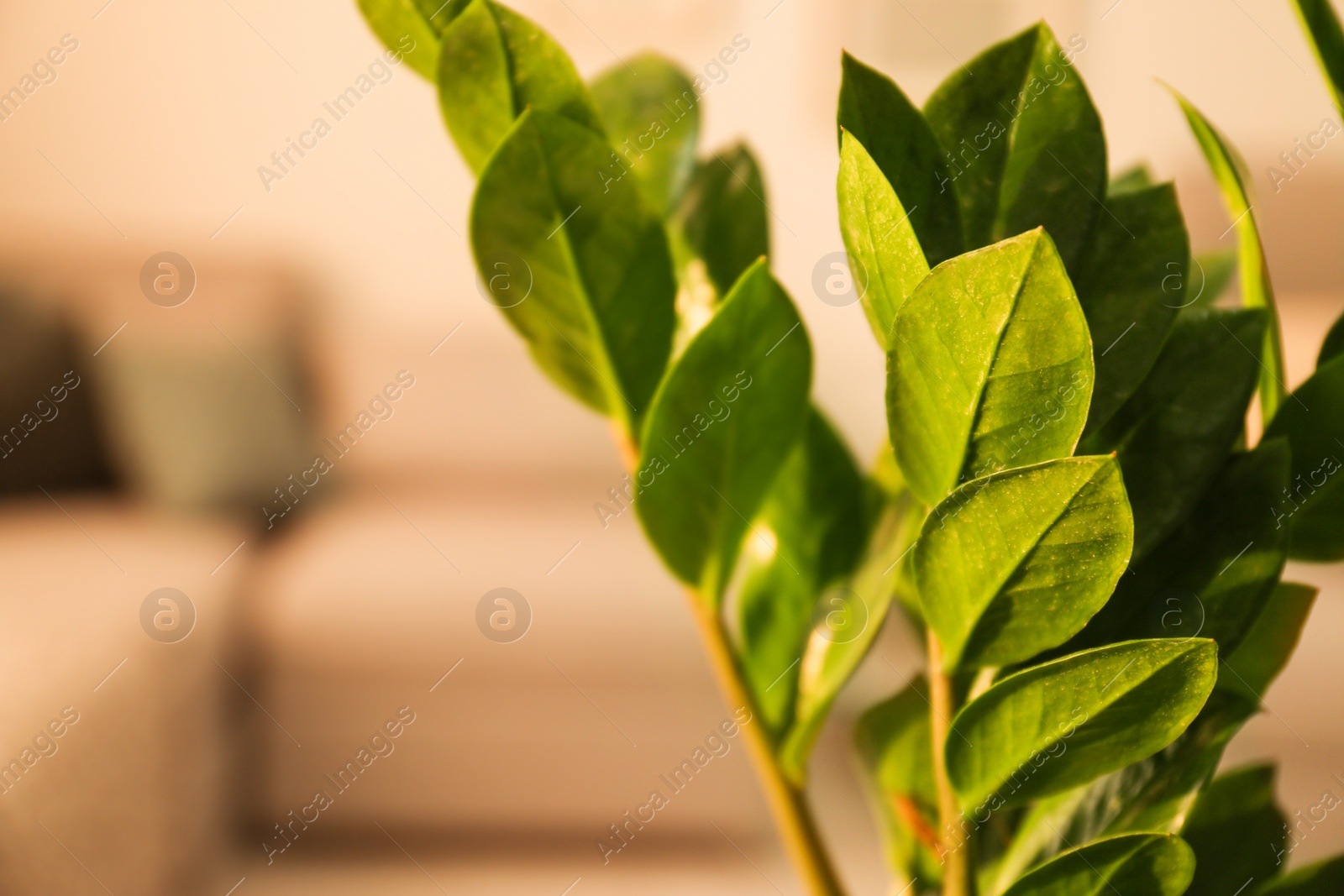 Photo of Tropical plant with green leaves indoors, closeup