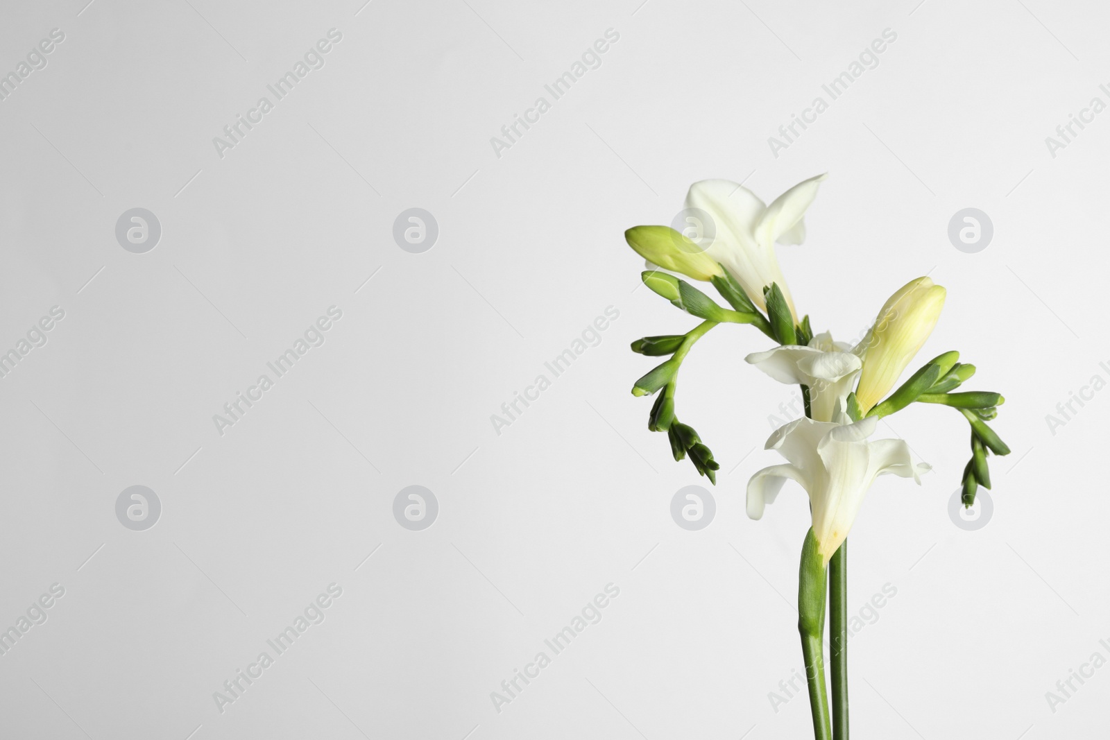 Photo of Beautiful tender freesia flowers on white background