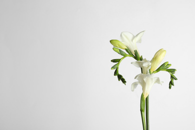 Beautiful tender freesia flowers on white background