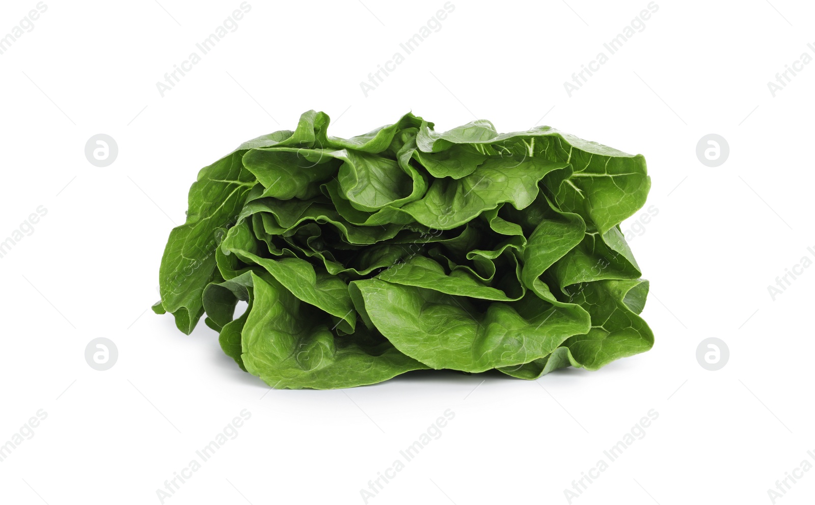 Photo of Fresh green romaine lettuce isolated on white