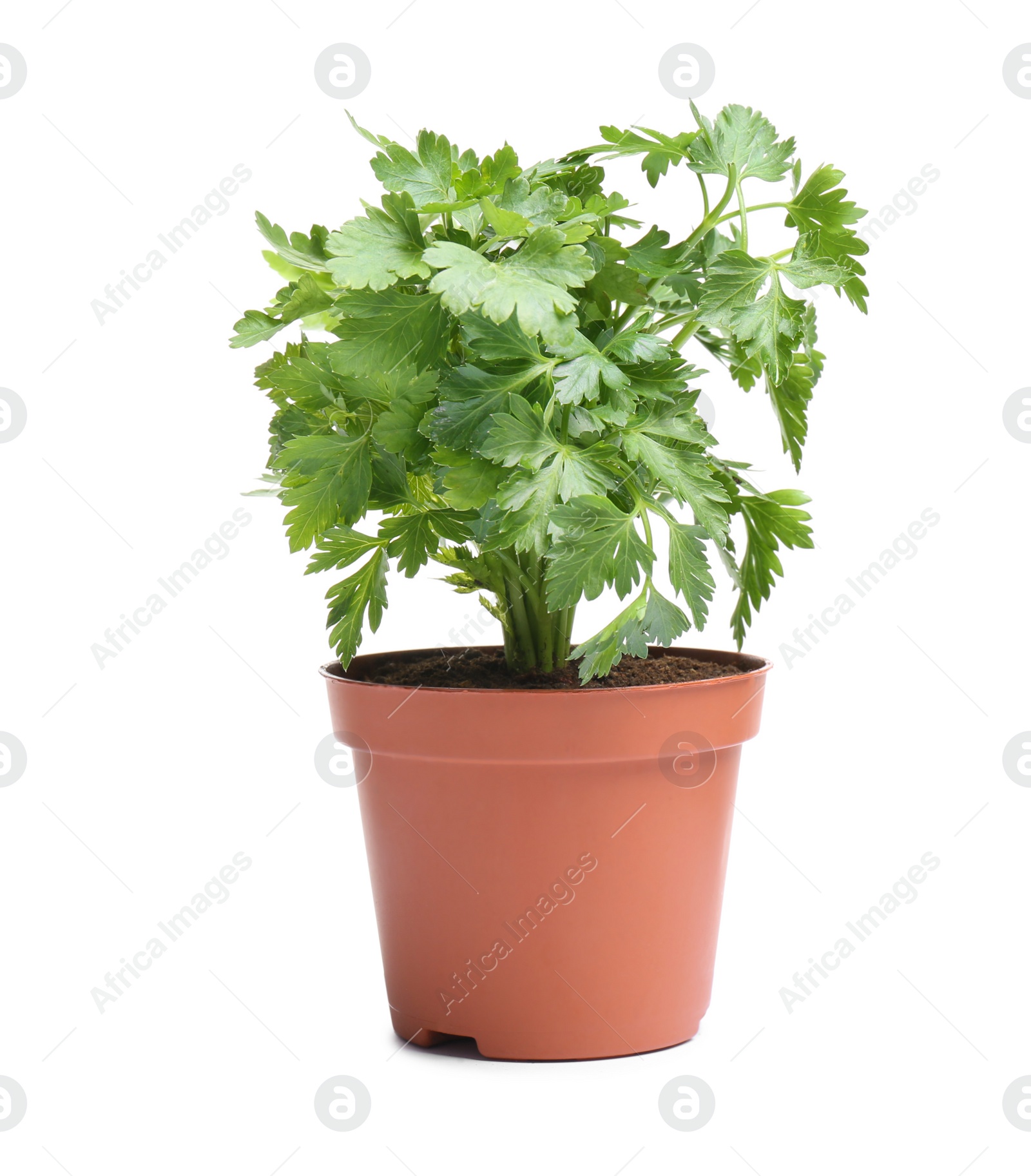 Photo of Fresh green organic parsley in pot on white background