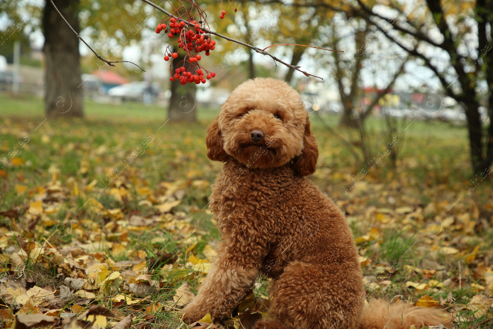 Photo of Cute fluffy dog in autumn park. Adorable pet