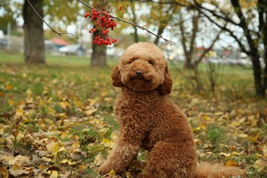 Cute fluffy dog in autumn park. Adorable pet