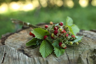 Bunch with tasty wild strawberries on wooden stump outdoors