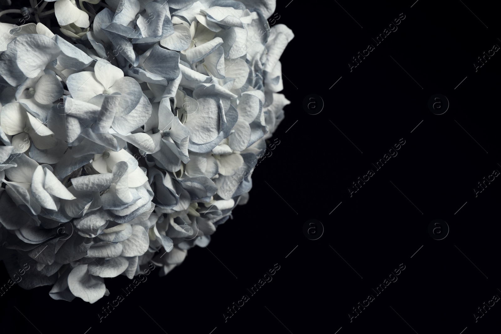 Photo of Beautiful hydrangea on black background, space for text. Floral card design with dark vintage effect