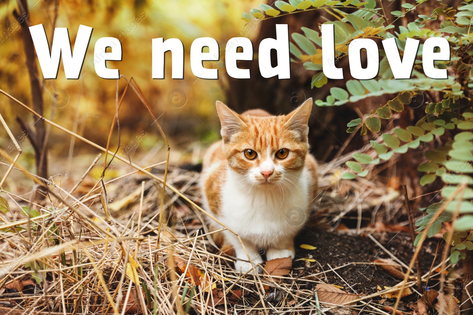 Image of Adorable cat near bush with lush leaves in autumn park. Stray animal 