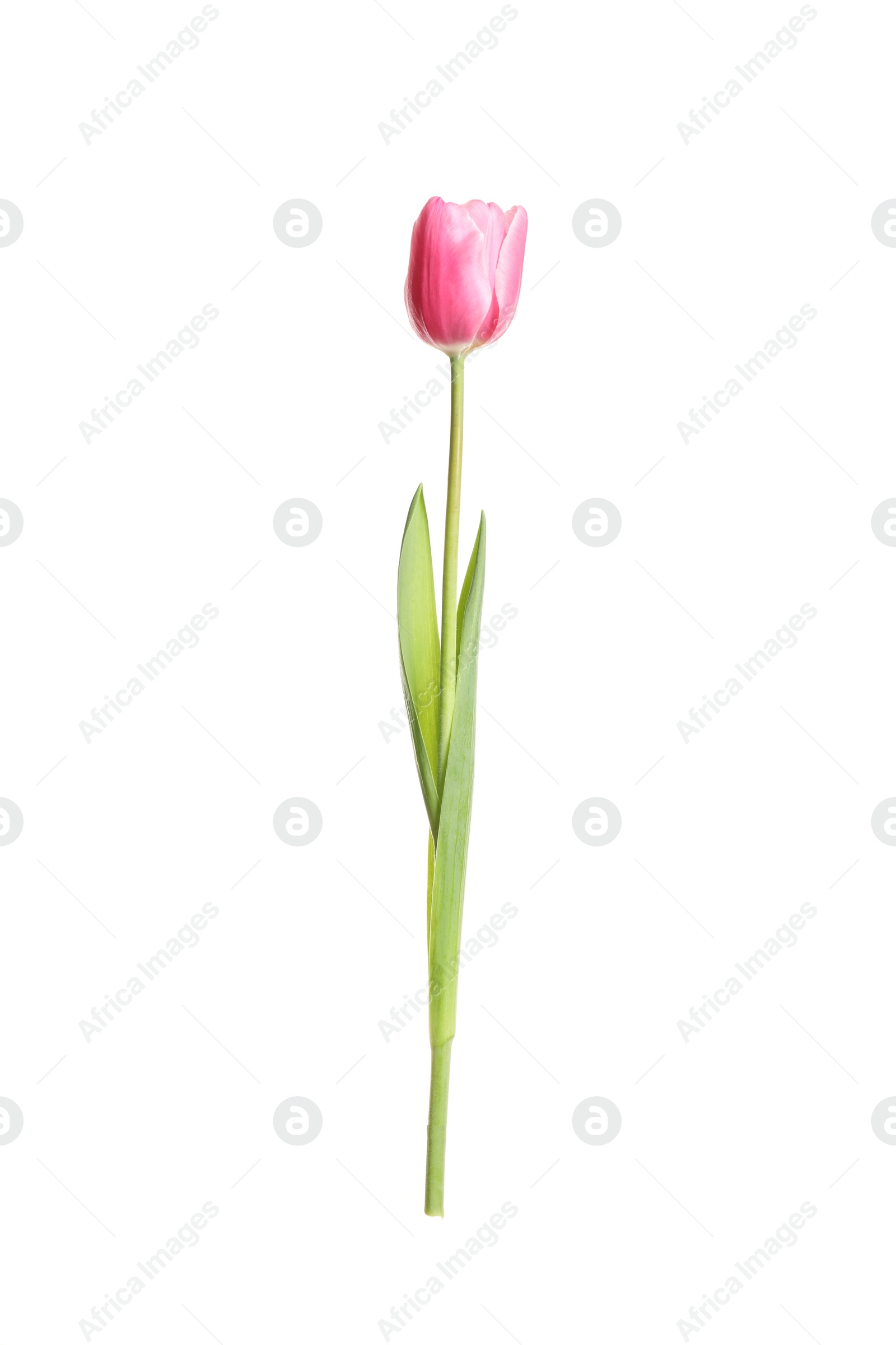 Photo of Beautiful tender spring tulip isolated on white