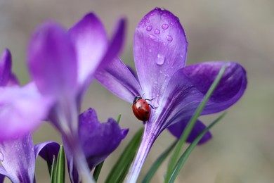 Ladybug on fresh purple crocus flower growing against blurred background, closeup