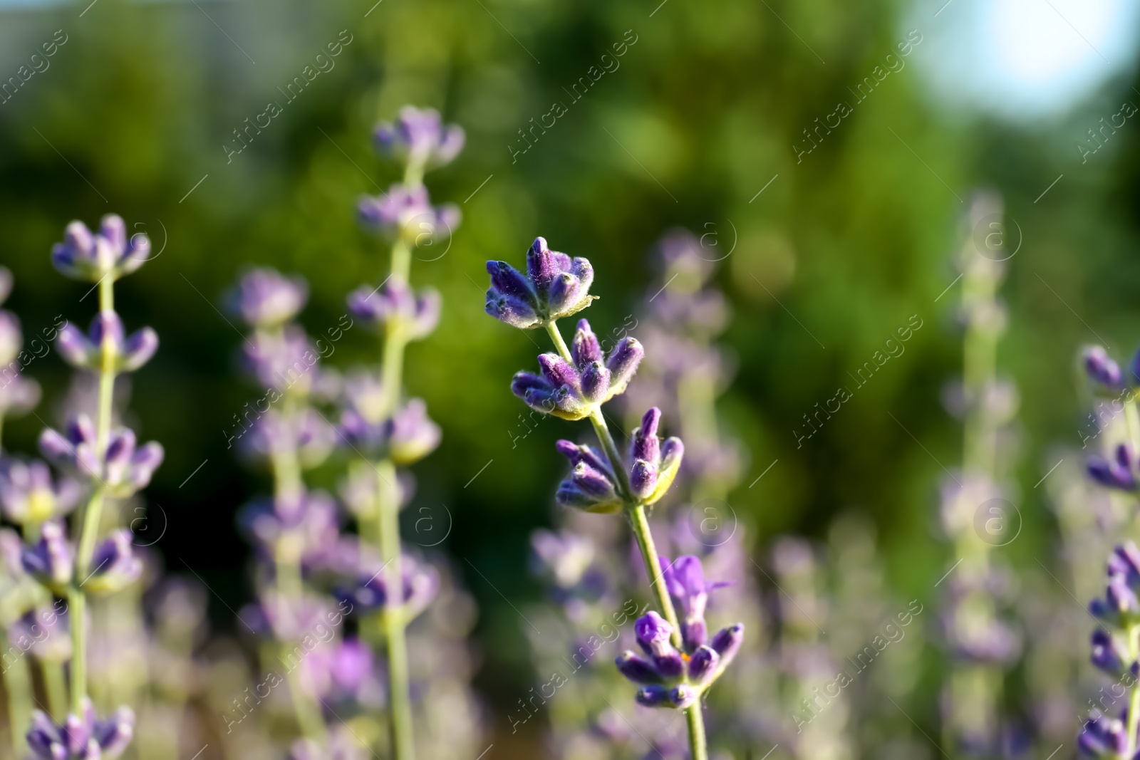 Photo of Beautiful lavender flowers growing in field, closeup. Space for text