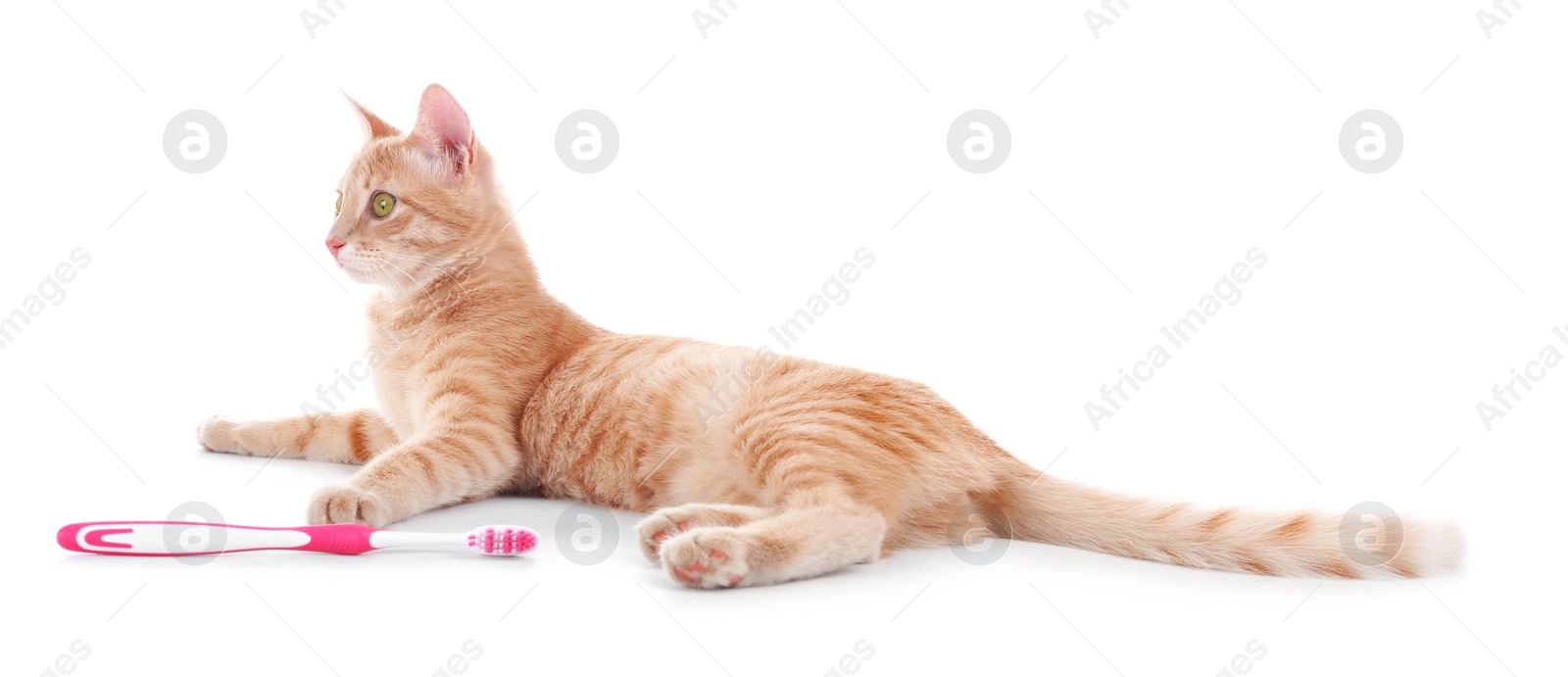 Photo of Adorable cat with toothbrush on white background