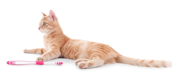 Photo of Adorable cat with toothbrush on white background