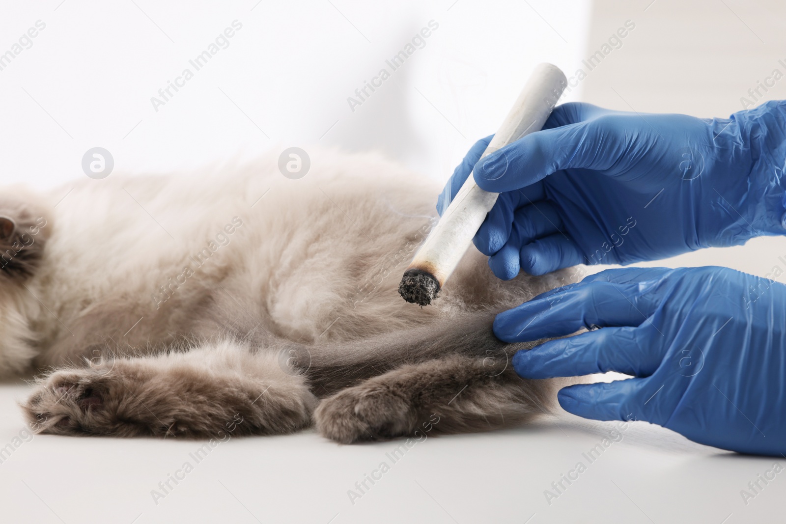 Photo of Veterinary holding moxa stick near cat in clinic, closeup. Animal acupuncture treatment