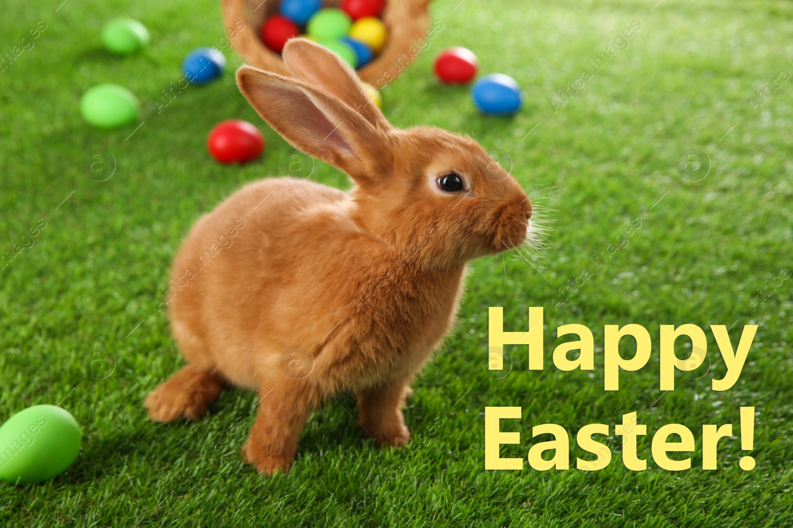 Image of Happy Easter! Cute bunny and dyed eggs on green grass