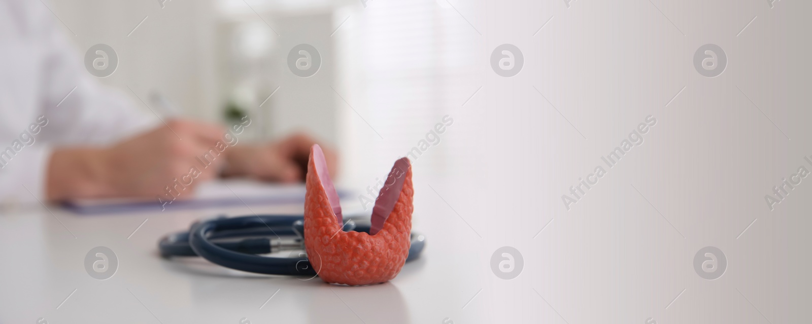 Image of Endocrinologist working at table, focus on thyroid gland model and stethoscope. Banner design with space for text