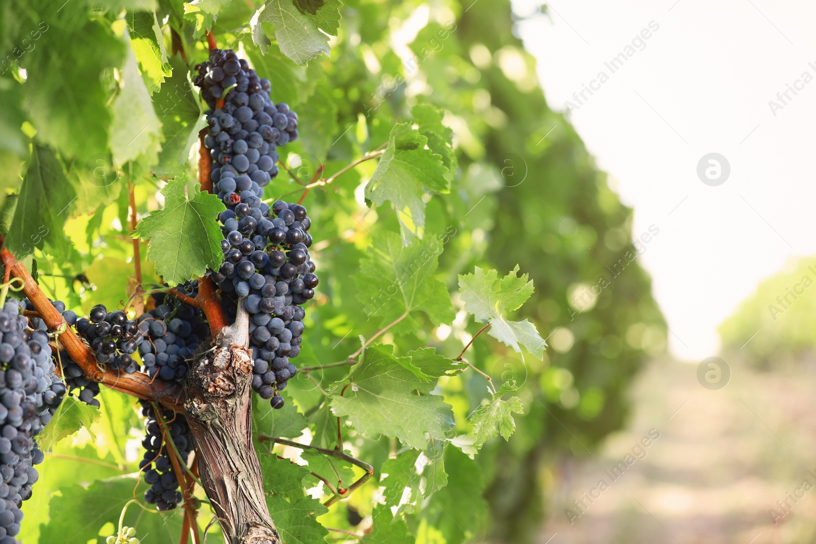 Photo of Fresh ripe juicy grapes growing in vineyard