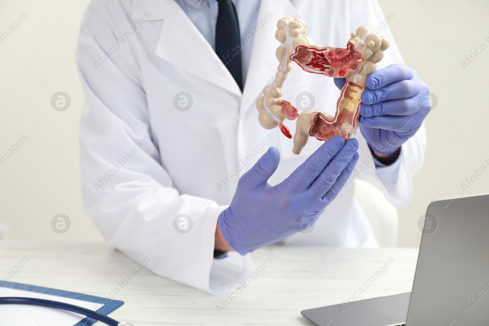 Photo of Doctor with model of large intestine at white wooden table, closeup