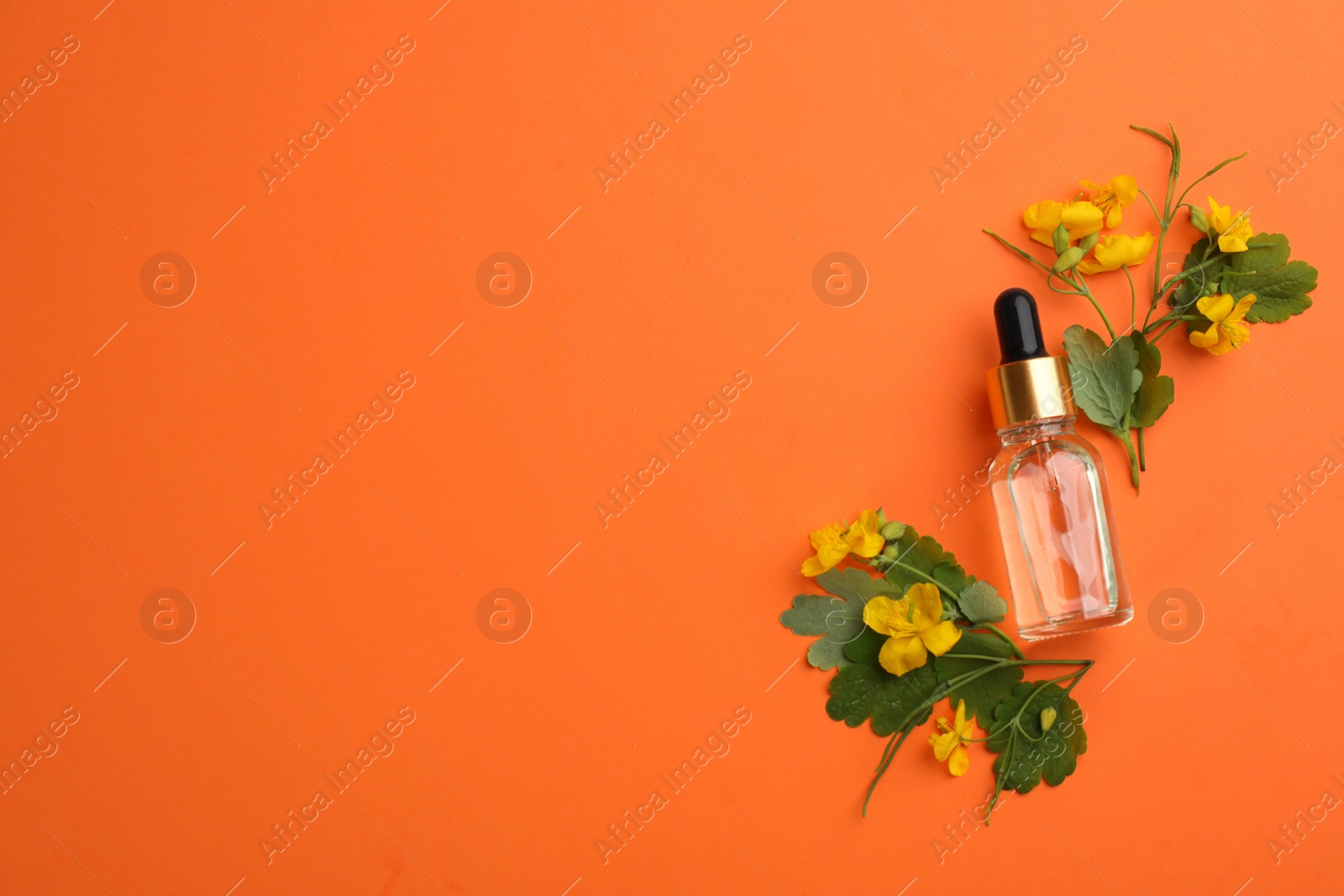 Photo of Bottle of natural celandine oil and flowers on orange background, flat lay. Space for text