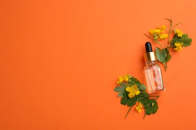 Bottle of natural celandine oil and flowers on orange background, flat lay. Space for text