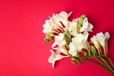 Photo of Beautiful freesia flowers on color background