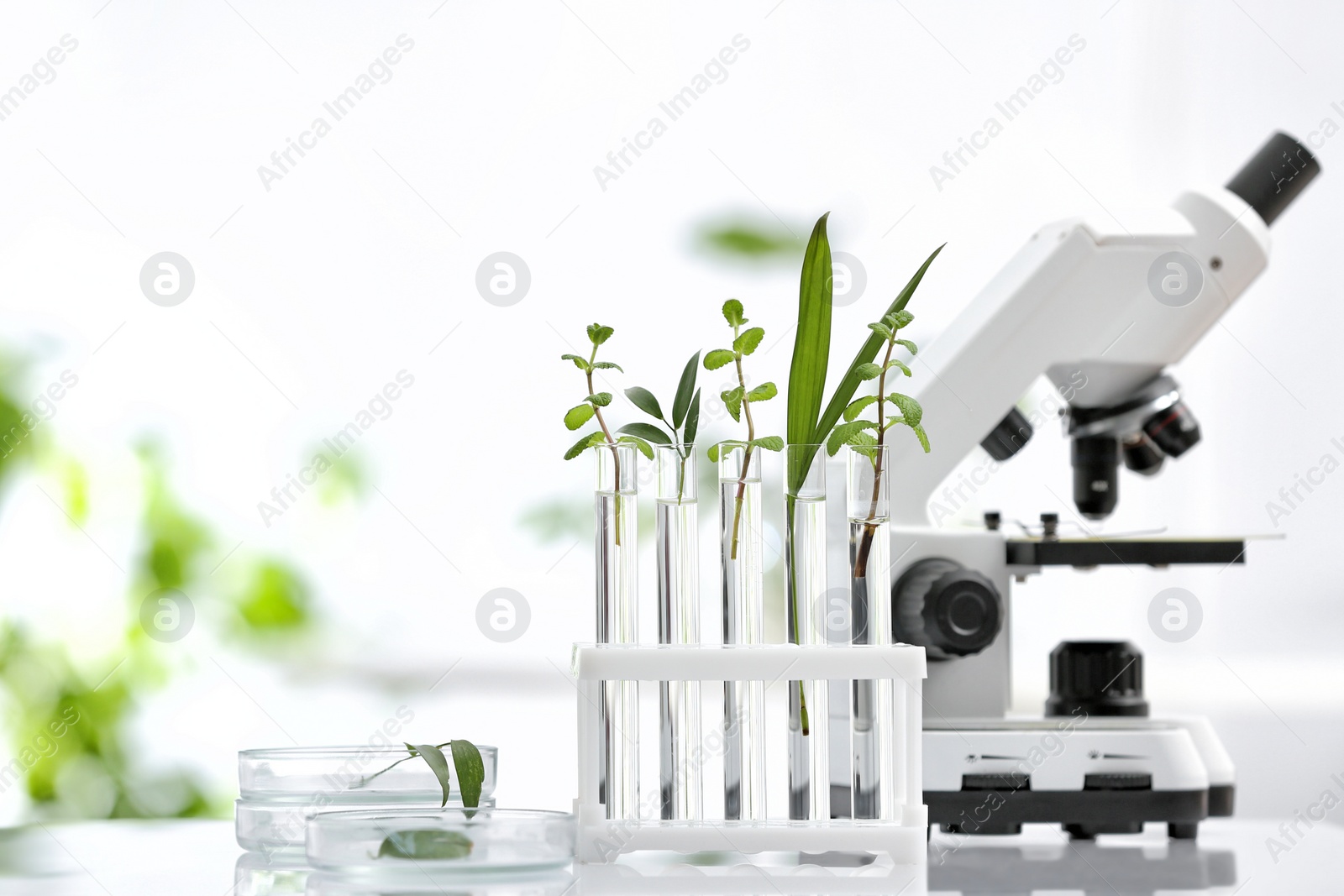 Photo of Laboratory glassware with different plants and microscope on table against blurred background, space for text. Chemistry research