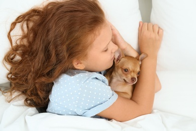 Photo of Little girl with her Chihuahua dog in bed, top view. Childhood pet
