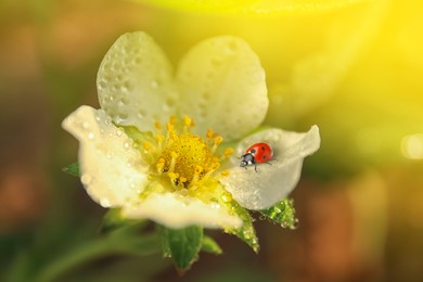 Closeup view of flower with water drops and tiny ladybug on blurred background