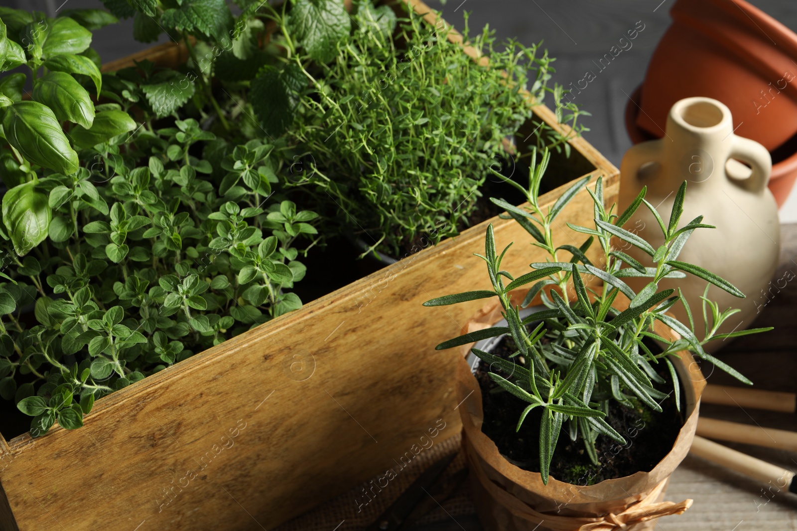 Photo of Crate with different potted herbs and gardening tools on wooden table, closeup