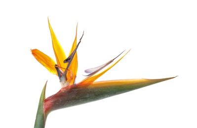 Photo of Beautiful bird of paradise flower on white background. Tropical plant