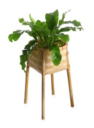 Beautiful fern in wicker stand isolated on white. Interior accessory