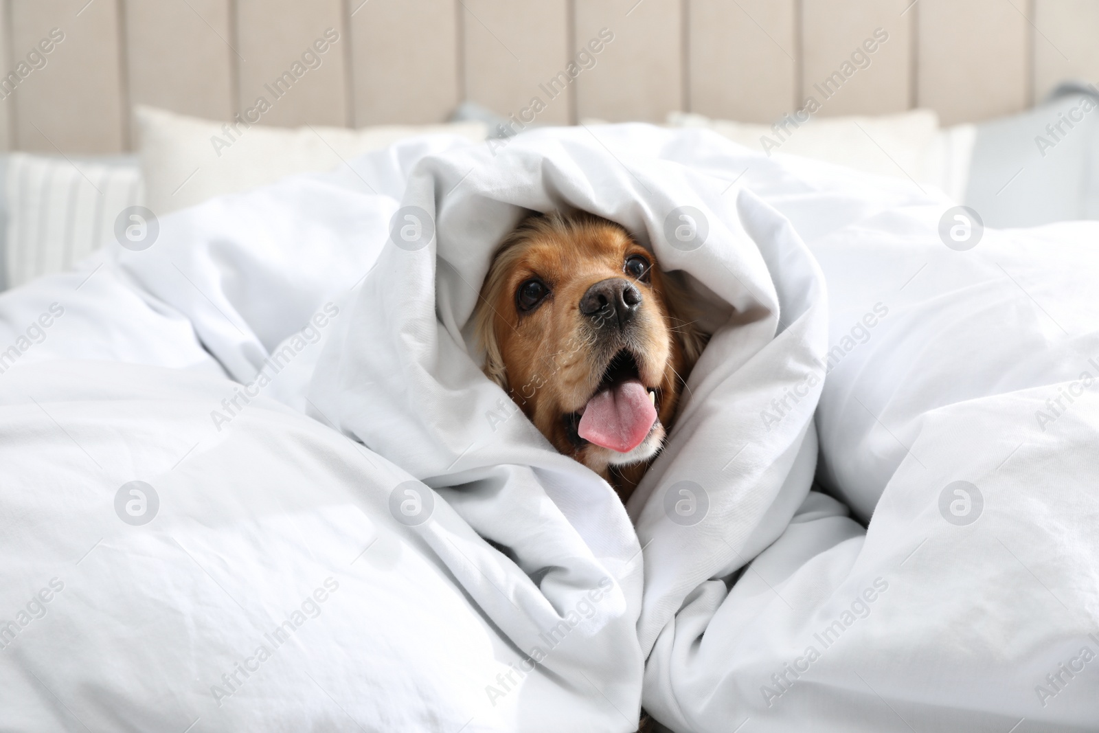 Photo of Cute English cocker spaniel covered with soft blanket on bed