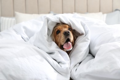 Cute English cocker spaniel covered with soft blanket on bed