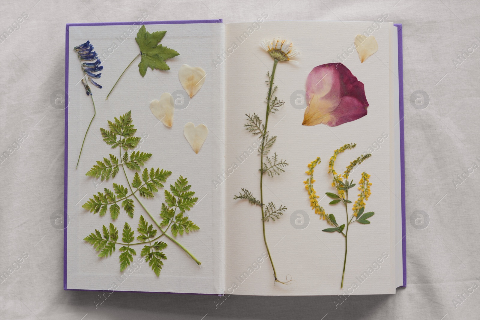 Photo of Book with dried flowers and leaves on white fabric, top view