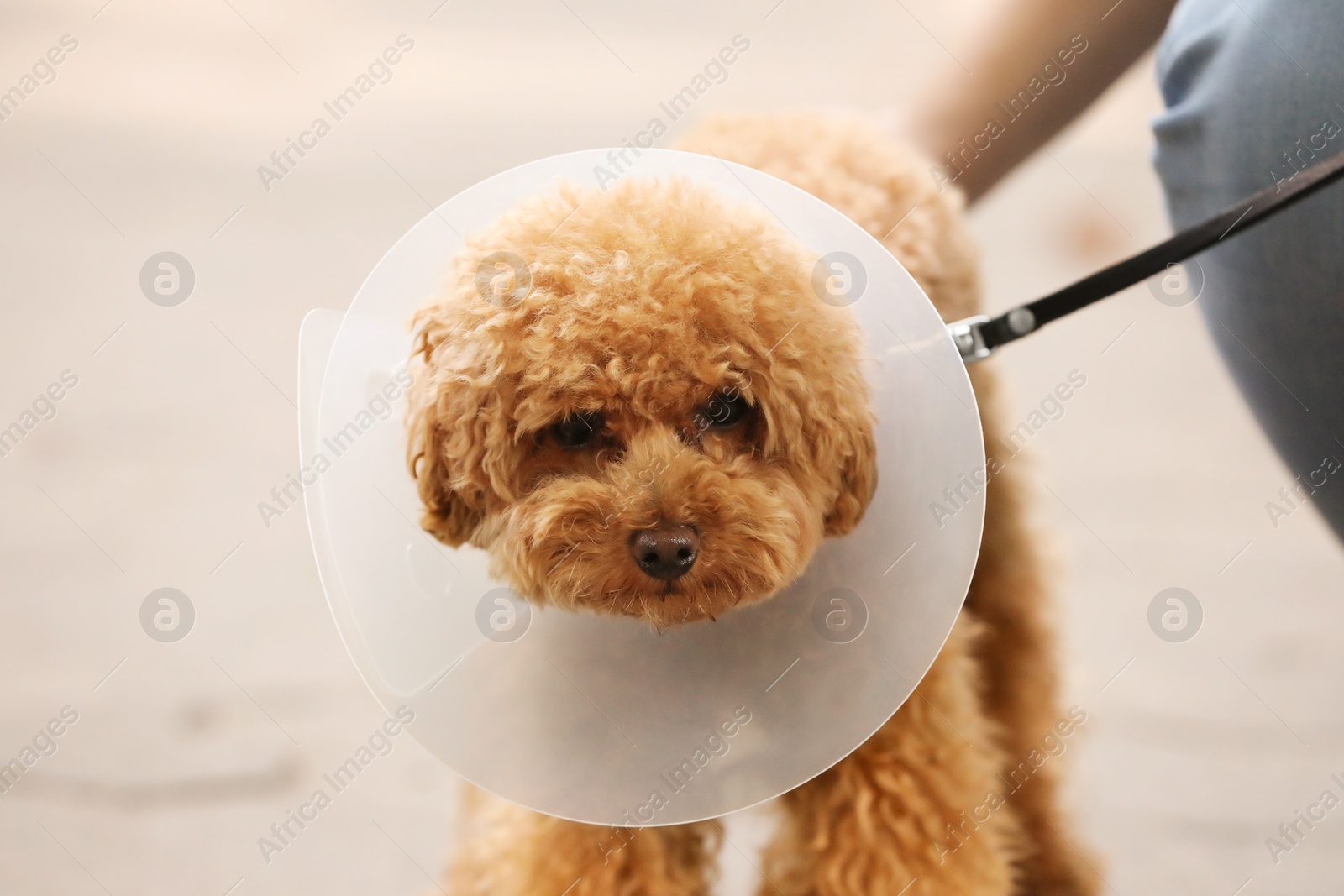 Photo of Cute Maltipoo dog with Elizabethan collar outdoors, closeup