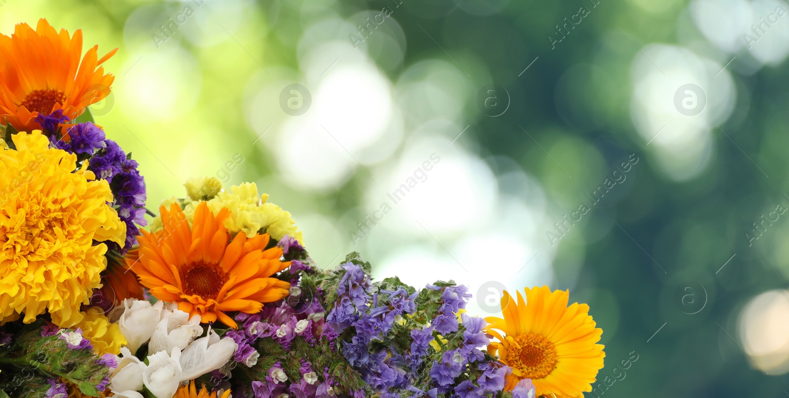 Image of Beautiful wild flowers outdoors on sunny day, space for text. Banner design