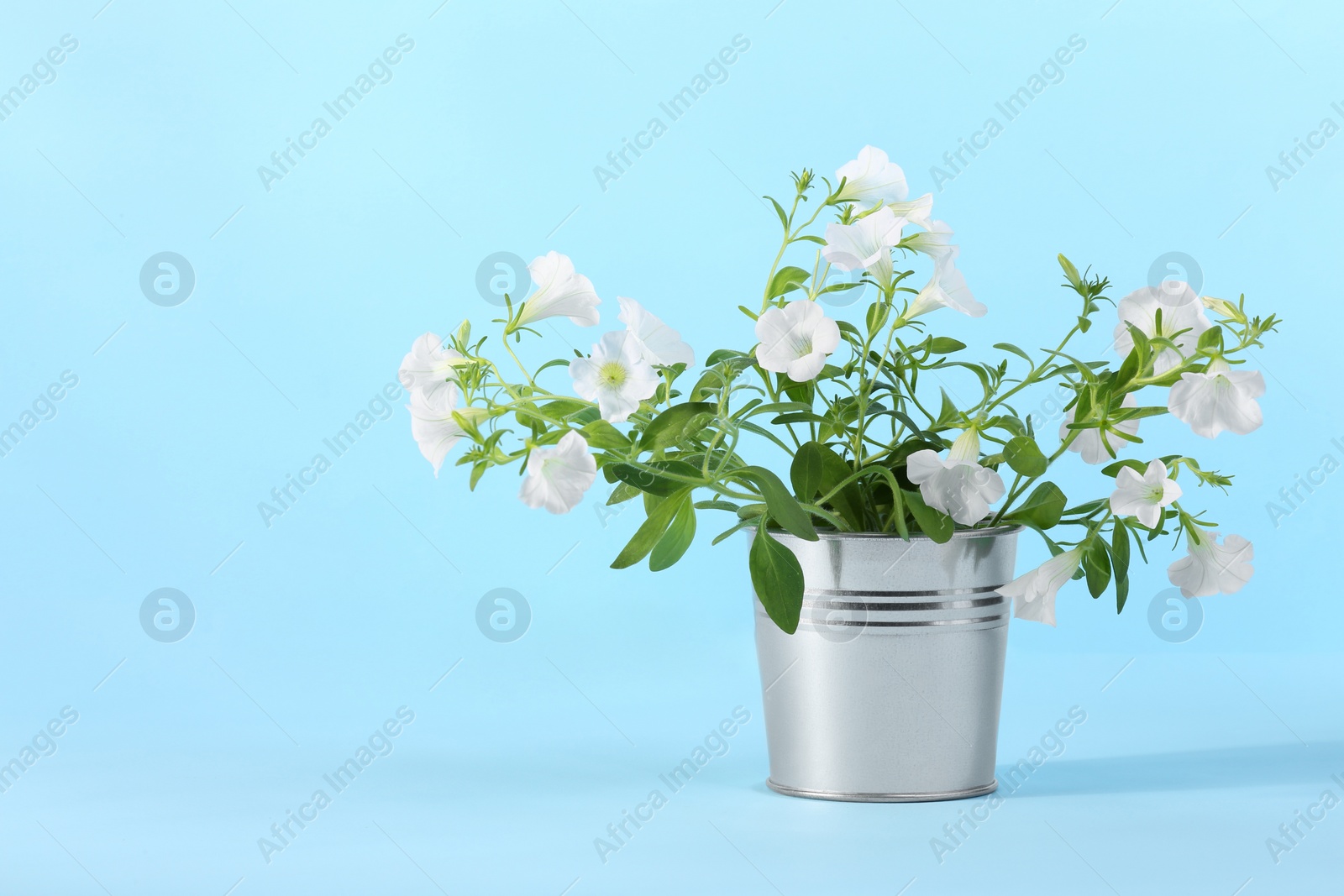 Photo of White flowers in metal pot on light blue background. Space for text