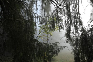 Photo of Beautiful coniferous trees and young birch in forest on foggy day