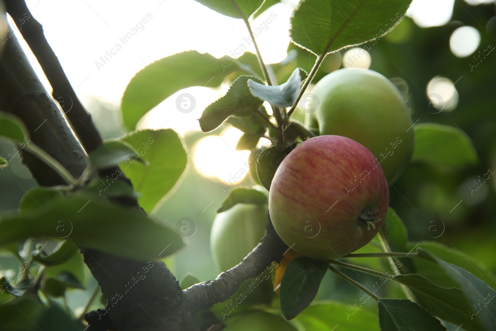 Photo of Ripe apples on tree branch in garden