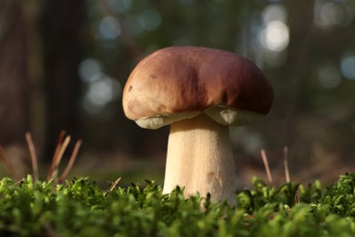 Photo of Beautiful porcini mushroom growing in forest on autumn day, closeup