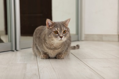 Photo of Cute Scottish cat on wooden floor at home