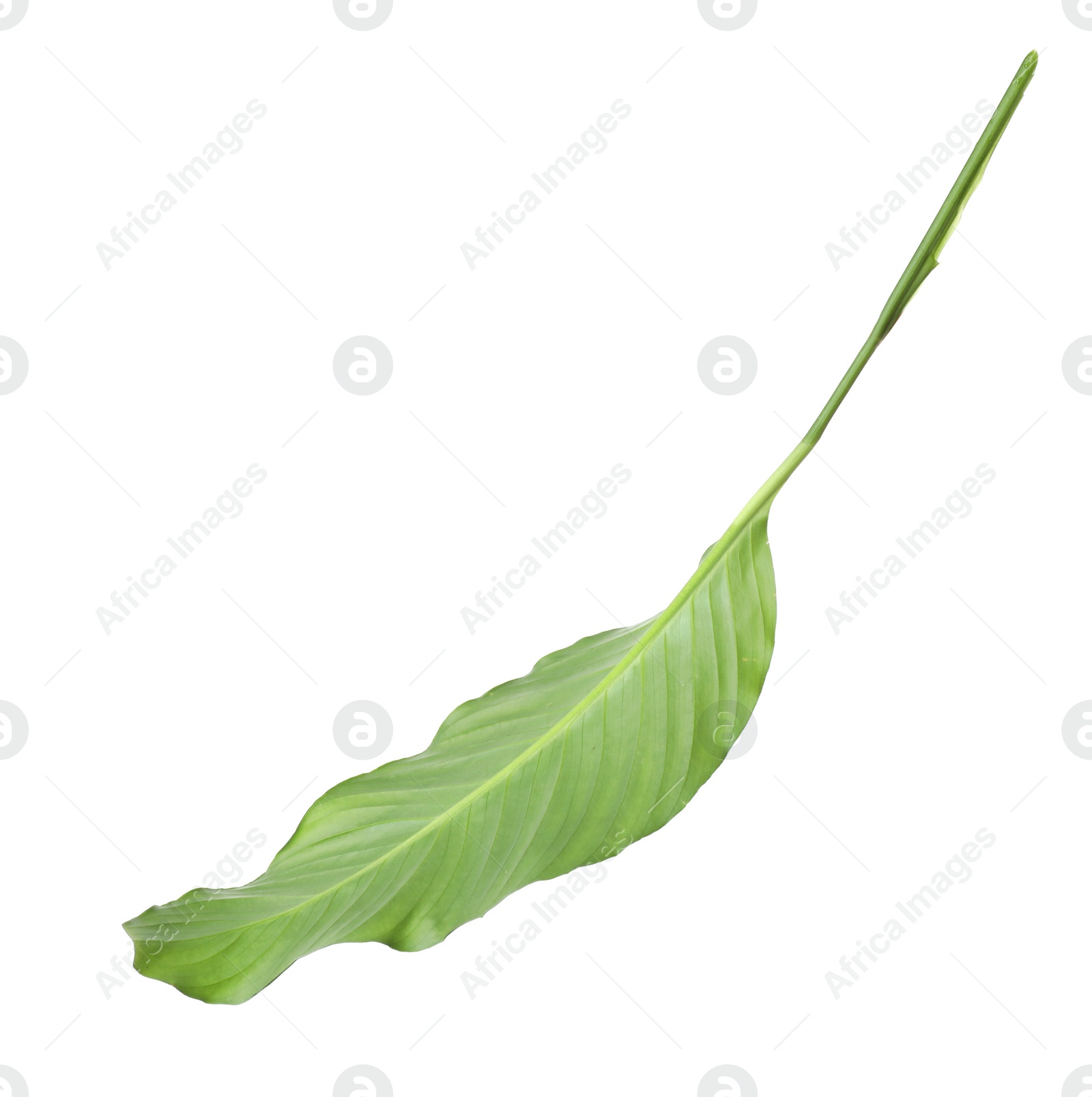 Photo of Leaf of tropical spathiphyllum plant isolated on white