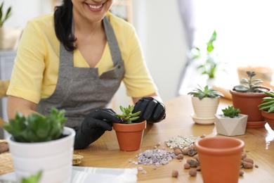 Photo of Woman potting succulent plant on wooden table at home, closeup. Engaging hobby
