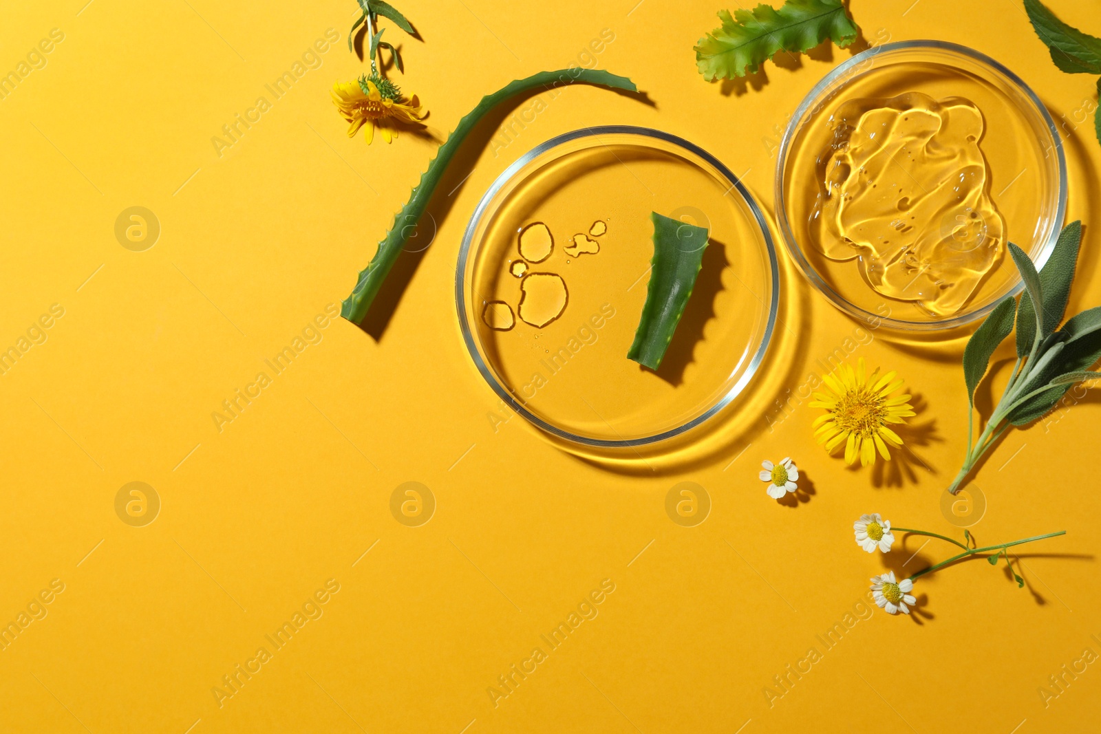 Photo of Flat lay composition with Petri dishes and plants on yellow background. Space for text