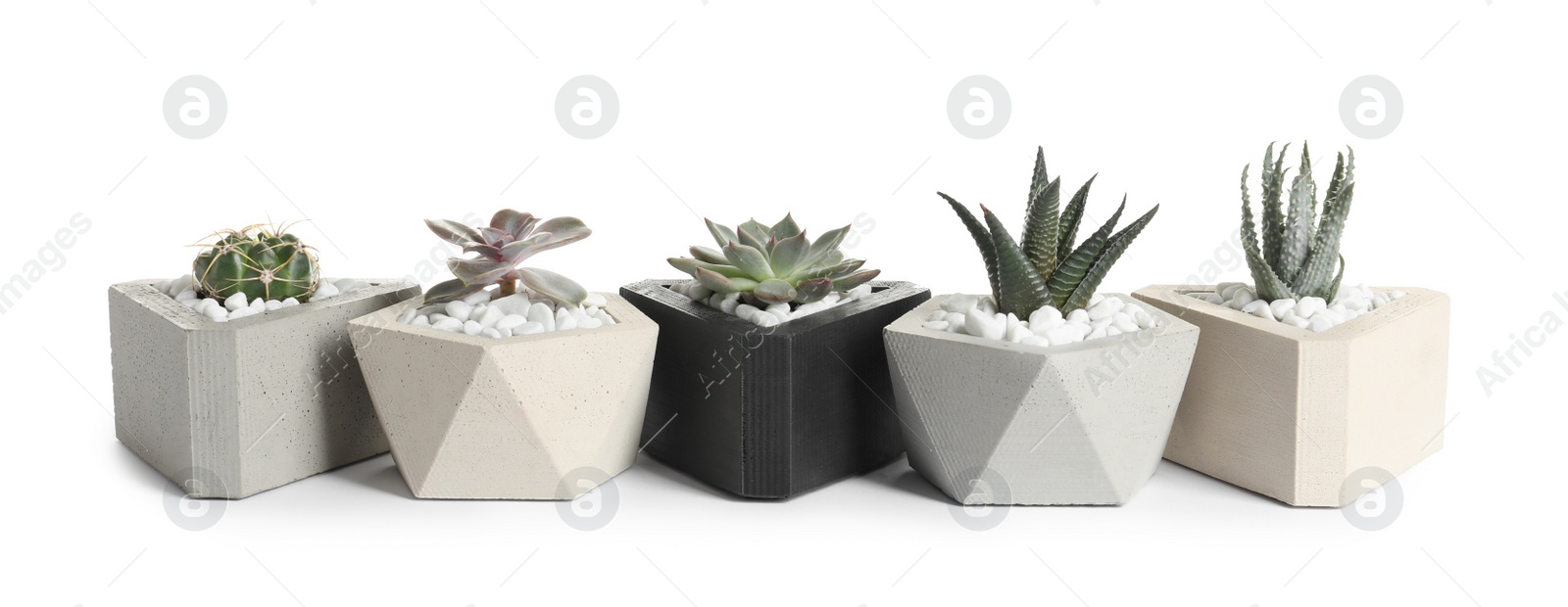 Photo of Beautiful succulent plants in stylish flowerpots on white background. Home decor