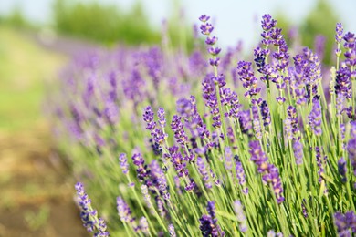 Photo of Beautiful blooming lavender growing in field, closeup. Space for text