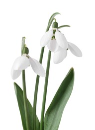 Photo of Beautiful snowdrops isolated on white. Spring flowers