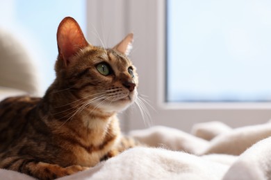 Cute Bengal cat on windowsill at home, closeup with space for text. Adorable pet