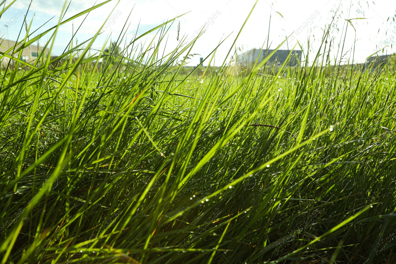 Photo of Beautiful green grass with water drops outdoors in morning, closeup