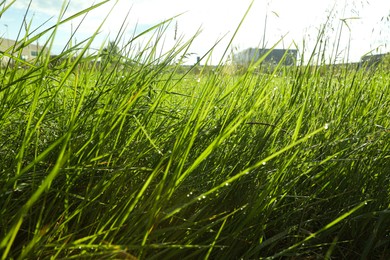 Beautiful green grass with water drops outdoors in morning, closeup