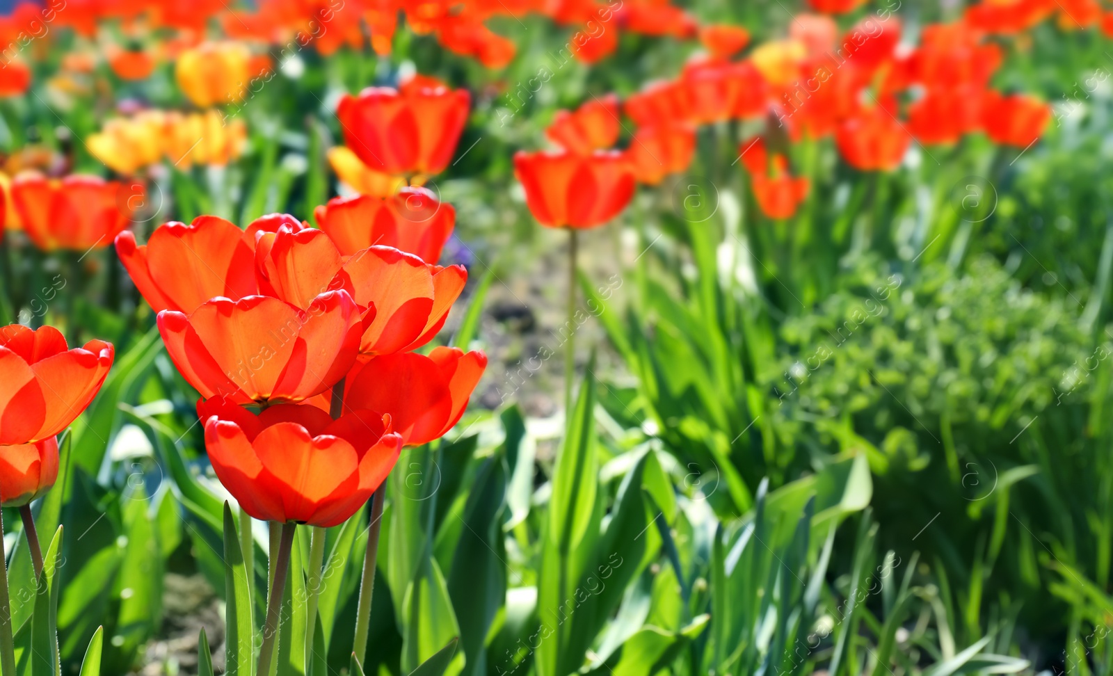 Photo of Beautiful blossoming tulips on sunny spring day outdoors