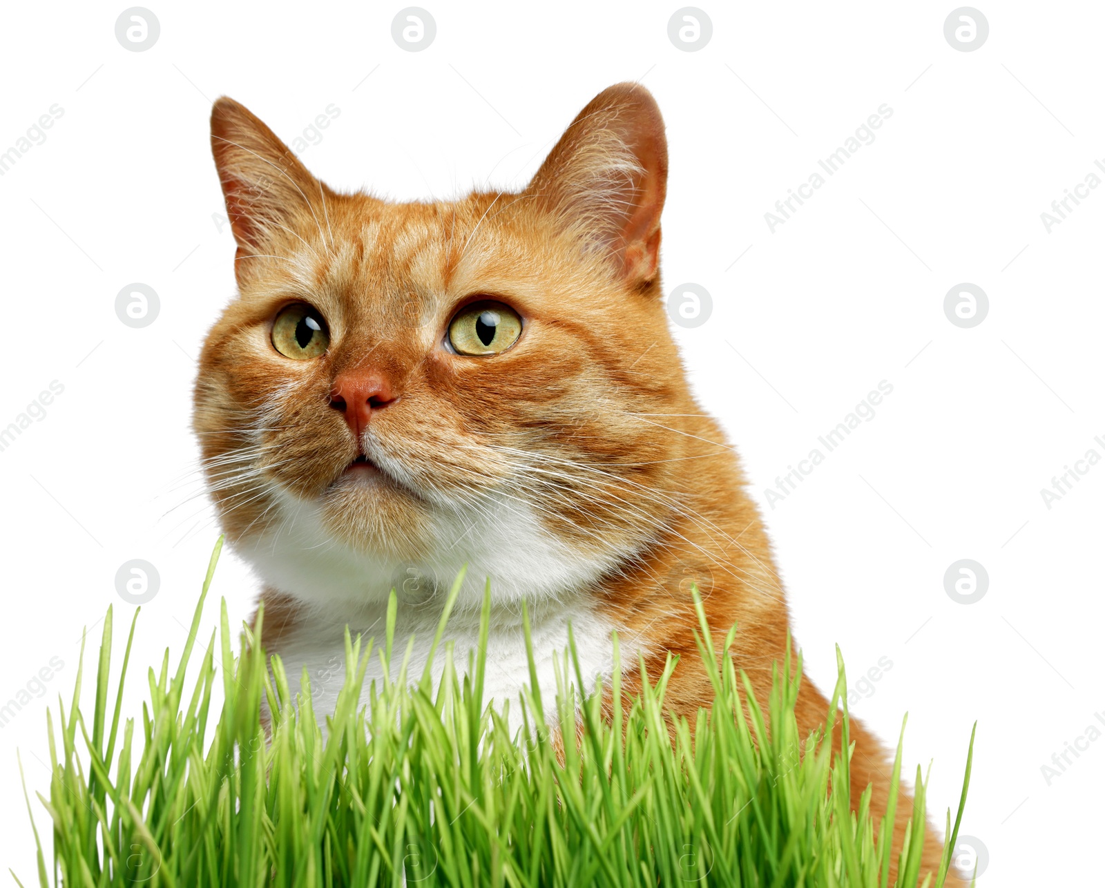 Photo of Cute ginger cat and potted green grass on white background